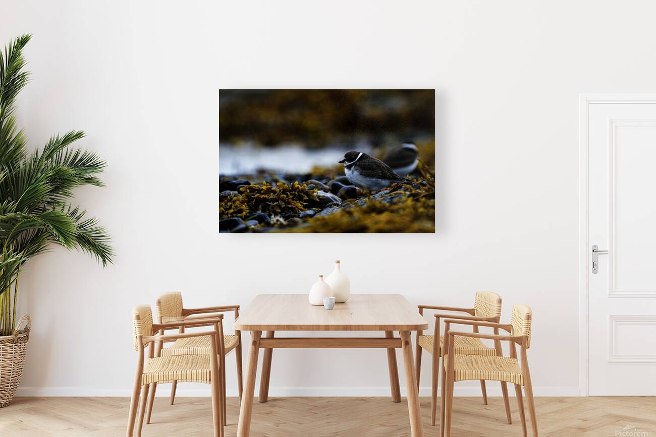 Pretty Plover II Reproduction