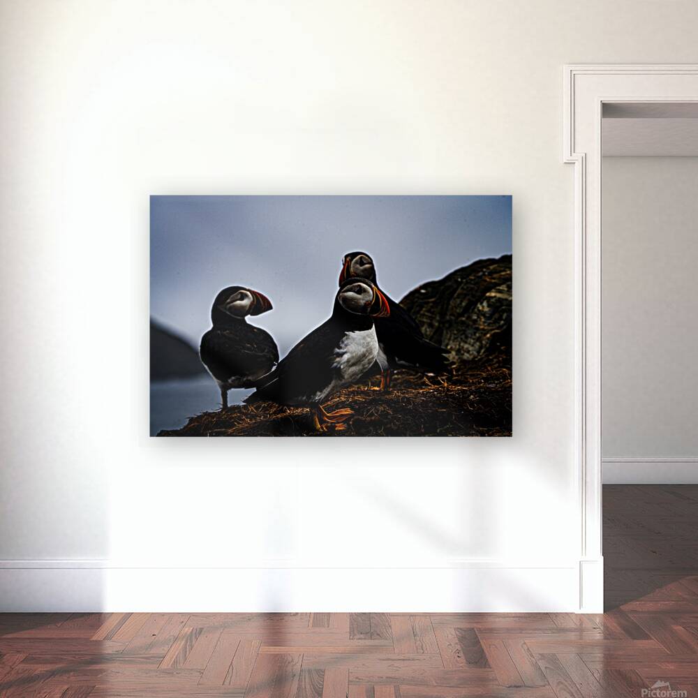 Chillin Puffin Reproduction