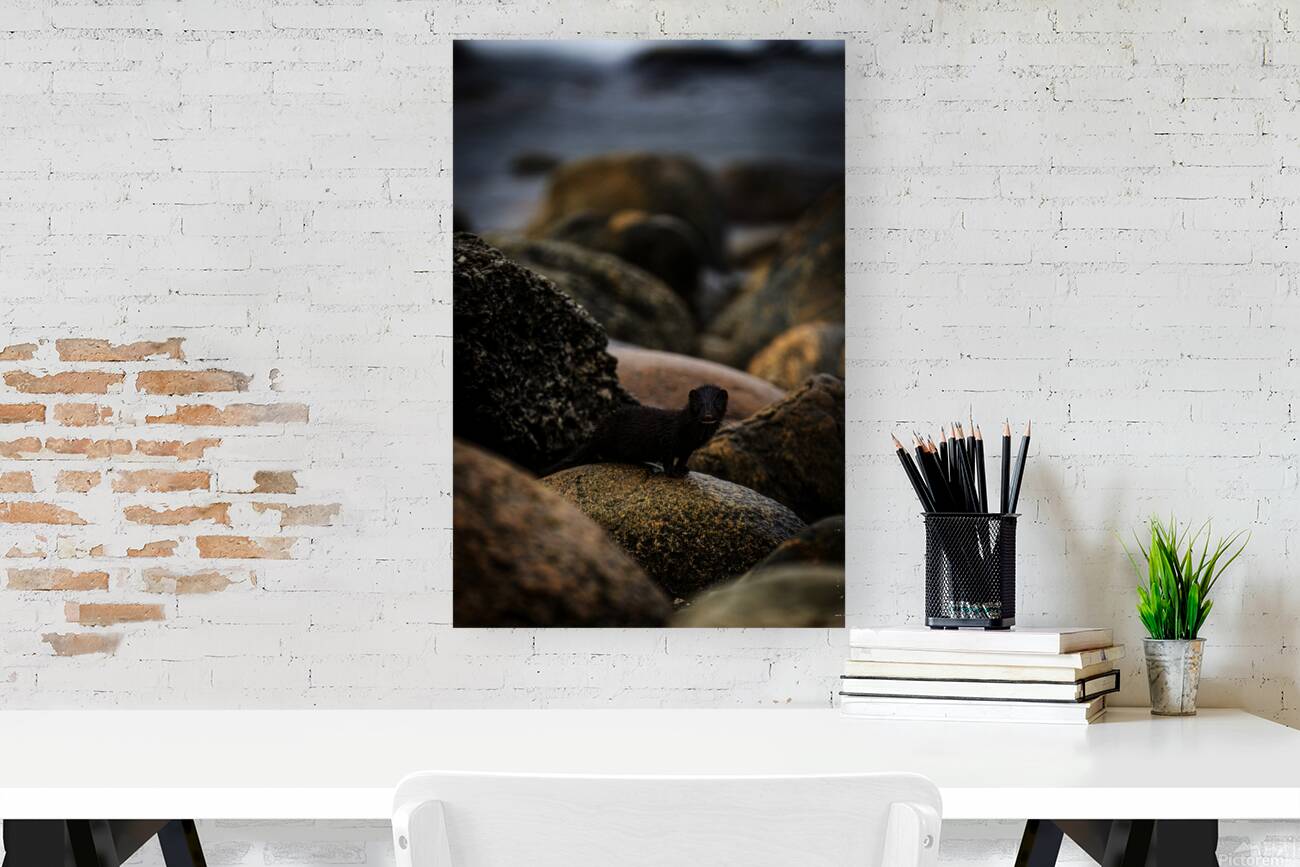 Mighty Mink I Reproduction