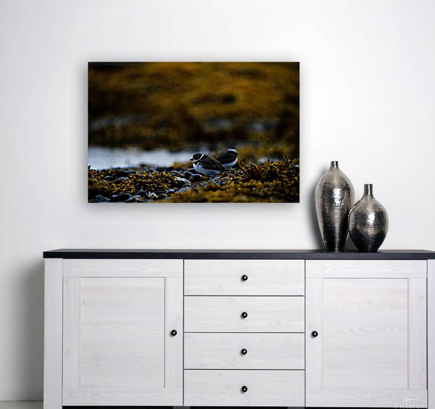 Pretty Plover I Reproduction