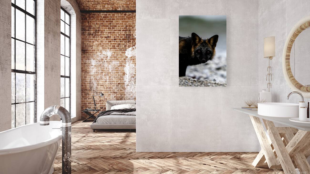 Fire Fox II Reproduction