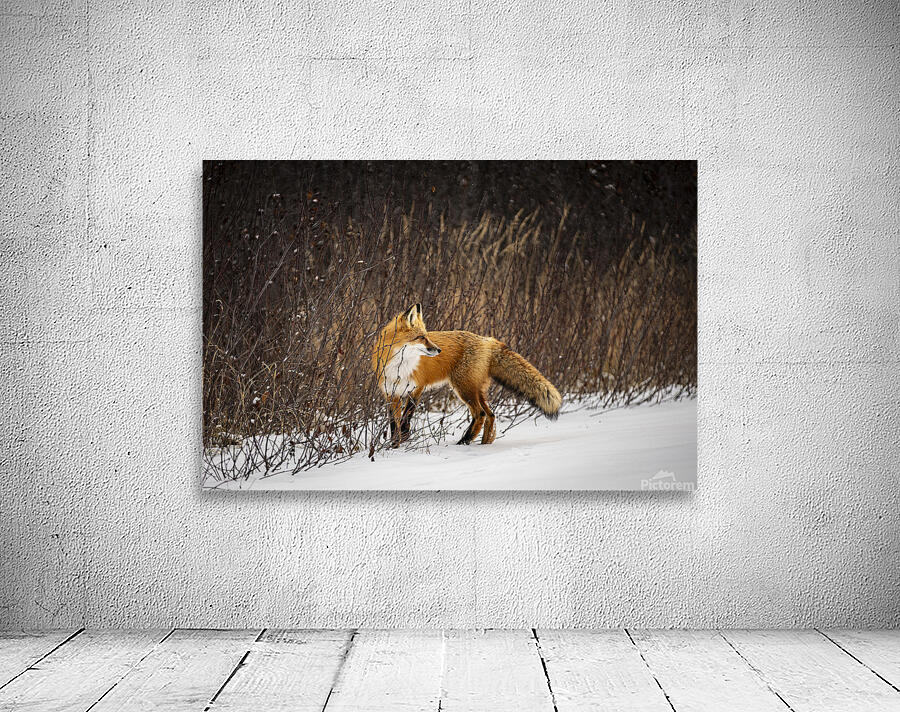 Renard dEeyou Istchee Wall Preview