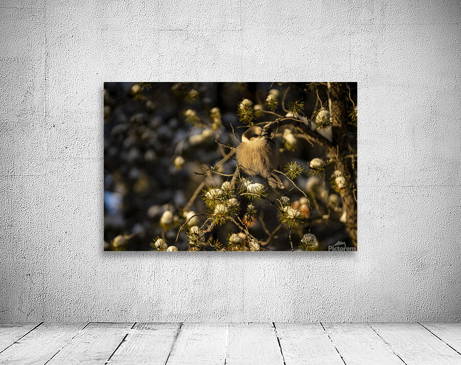 Le petit curieux Wall Preview