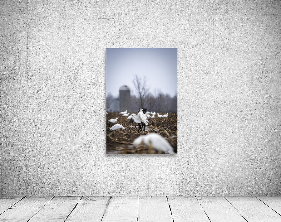 Cole la Legende Wall Preview