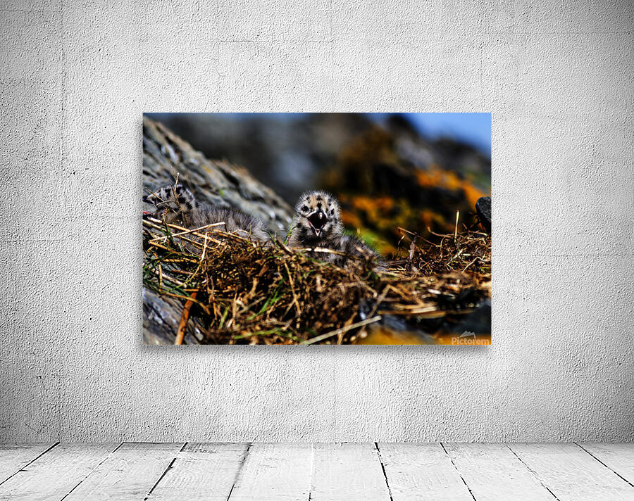 Day older Wall Preview