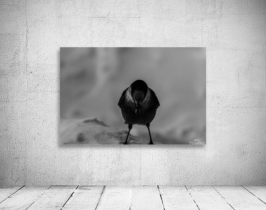 Pimbina Wall Preview