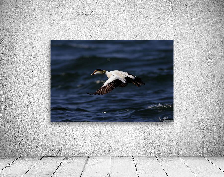 Somateria Wall Preview