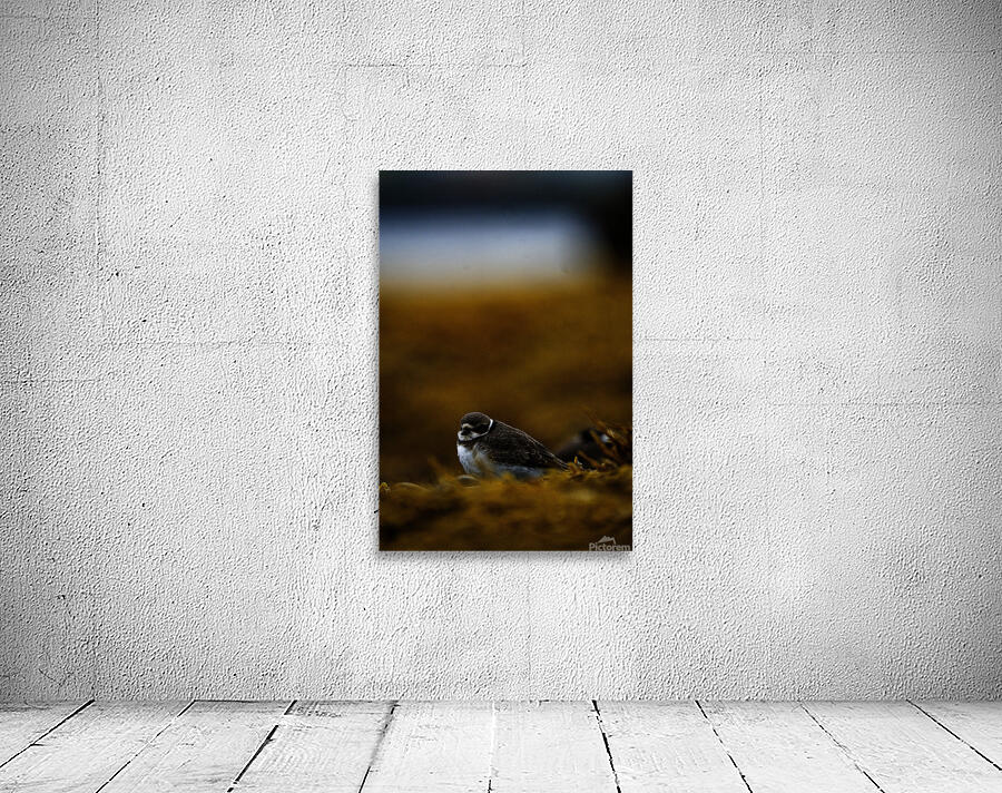 Pretty Plover III Wall Preview