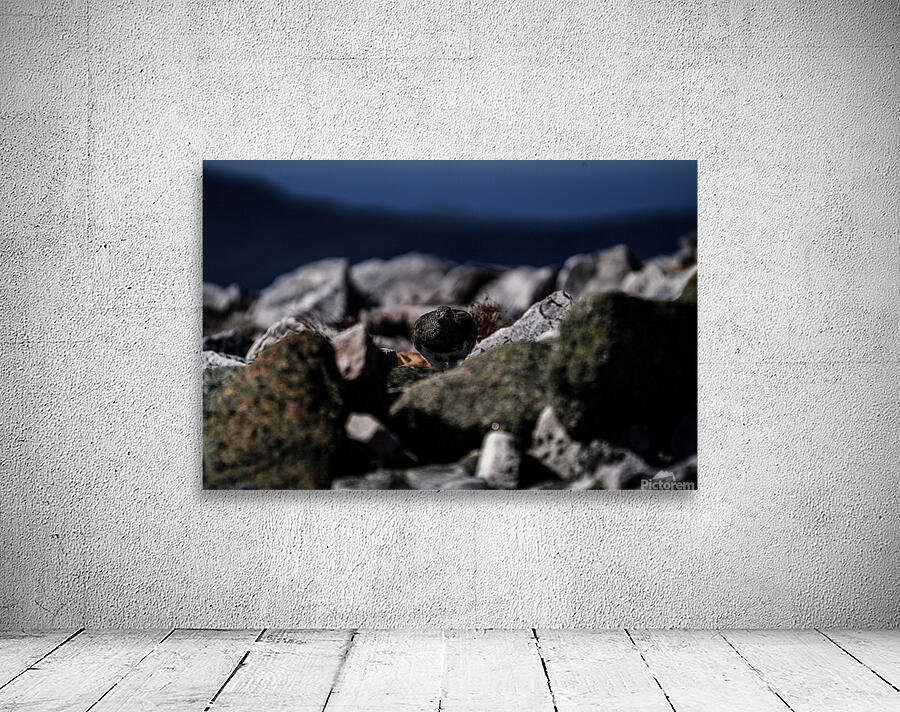 Hard as Rock Wall Preview