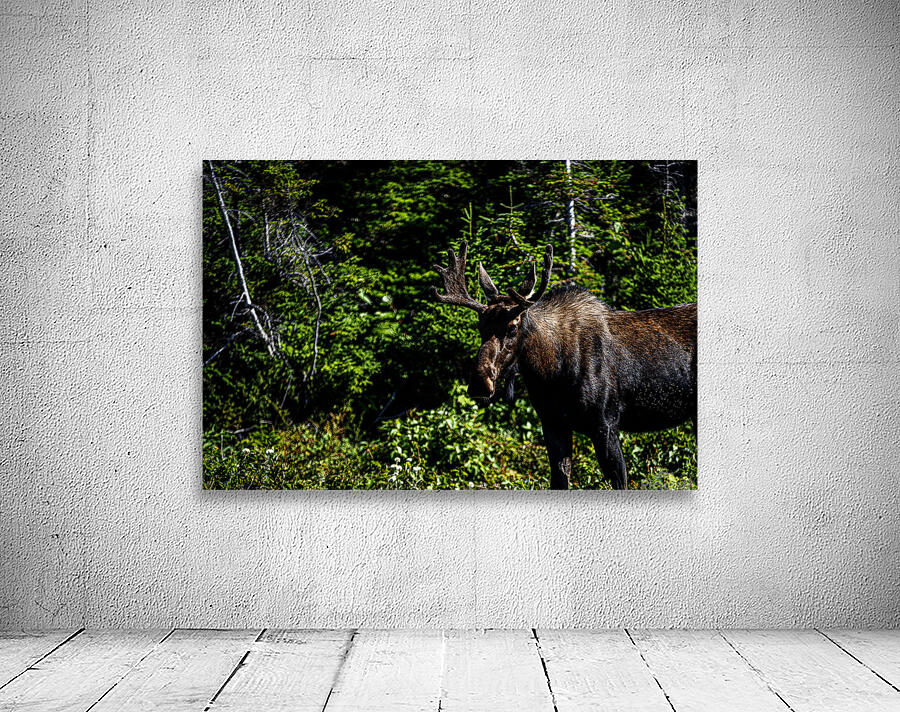 Bullwinkle I Wall Preview
