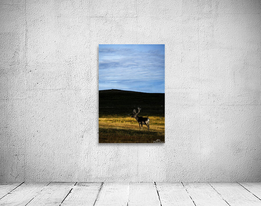 Southern Tundra Bull III Wall Preview