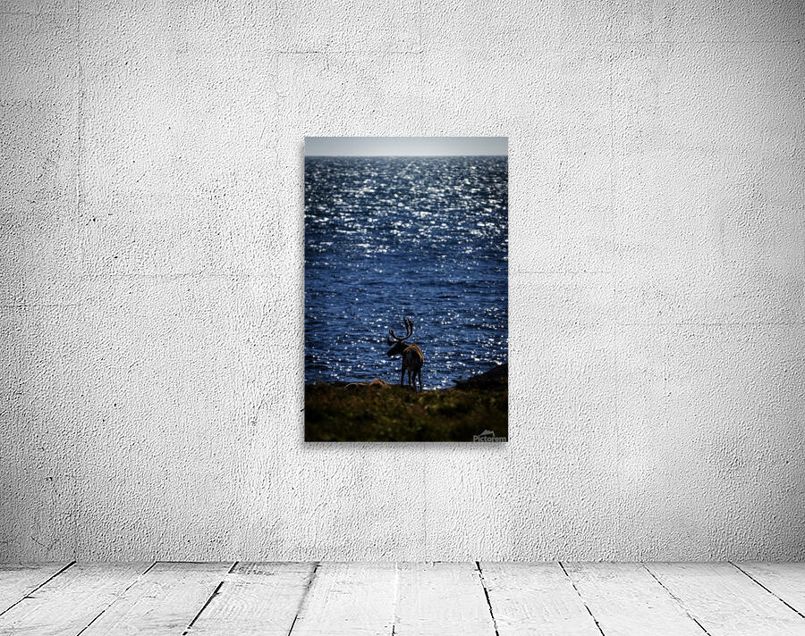 Southern Tundra Bull II Wall Preview