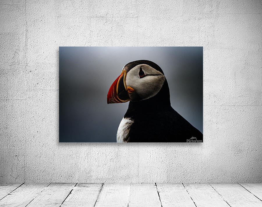 Sea Parrot III Wall Preview