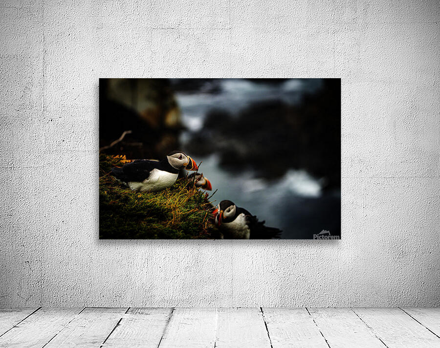 Curious Dude II Wall Preview