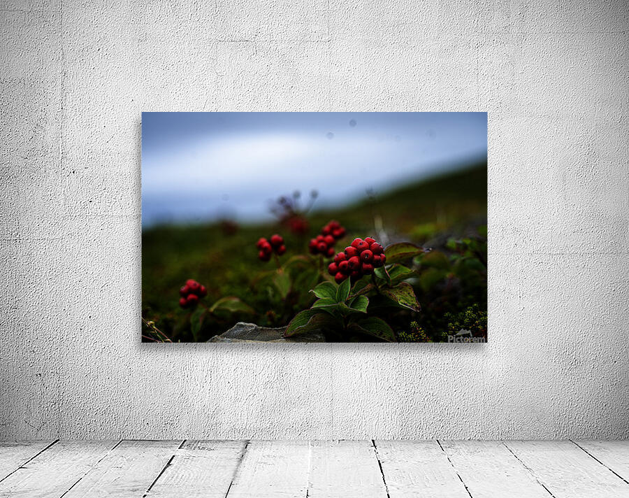 Creeping Dogwood Floor Wall Preview