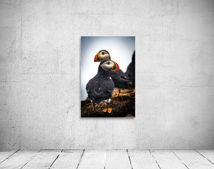 Chilling Puffin III Wall Preview