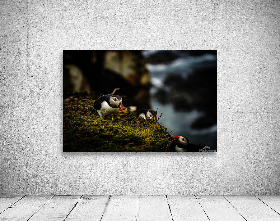 Curious Dude Wall Preview