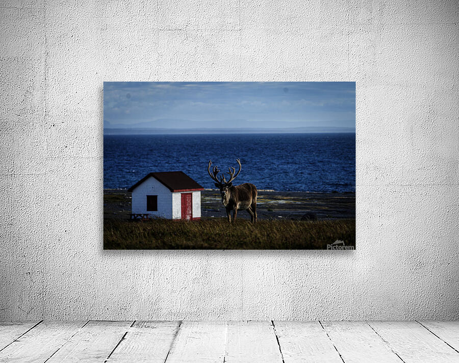 Southern Tundra Bull Wall Preview