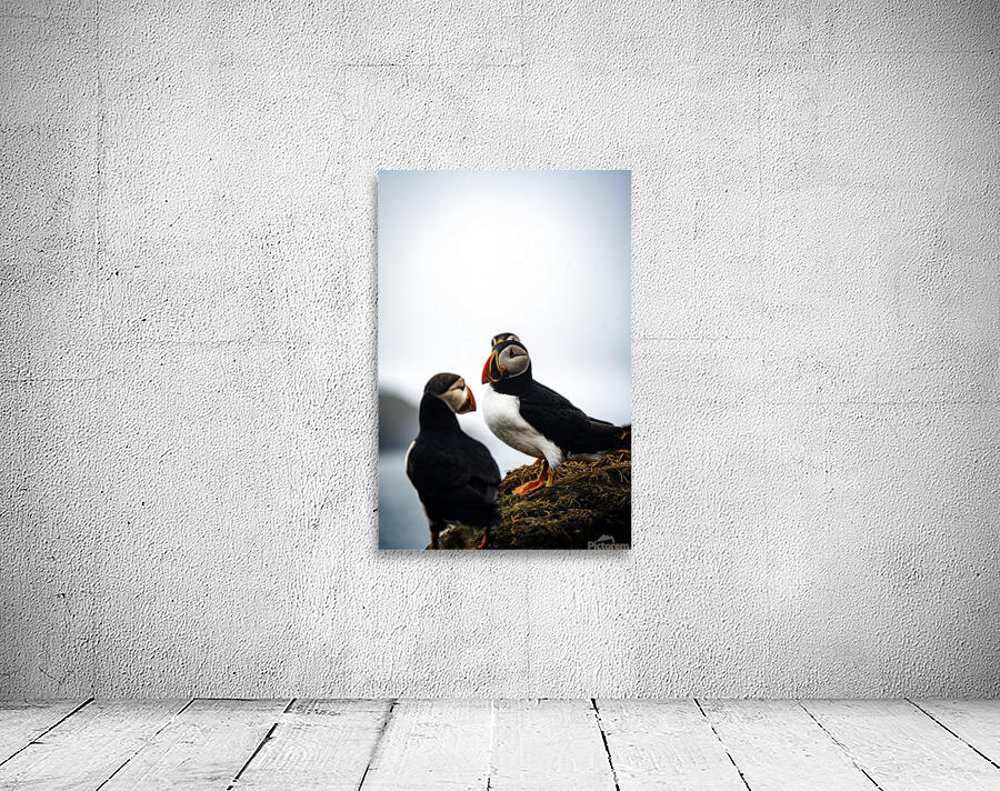 Chillin Puffin II Wall Preview