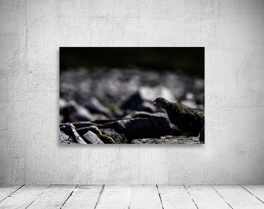 Baritone Bird II Wall Preview