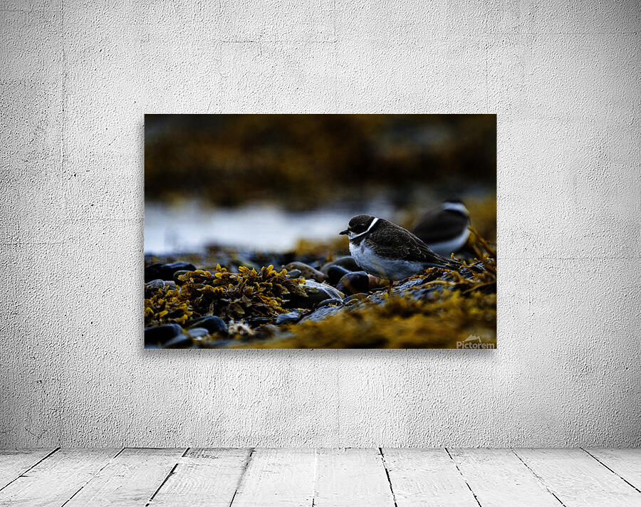 Pretty Plover II Wall Preview