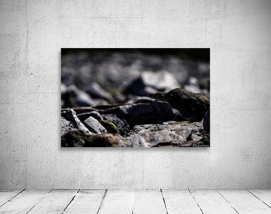 Baritone Bird Wall Preview