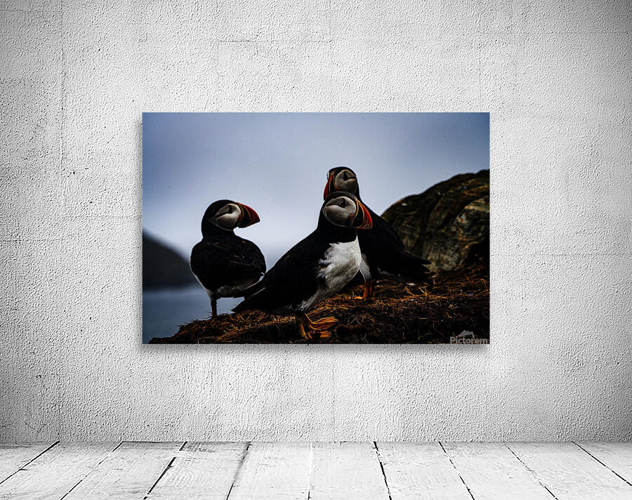 Chillin Puffin Wall Preview