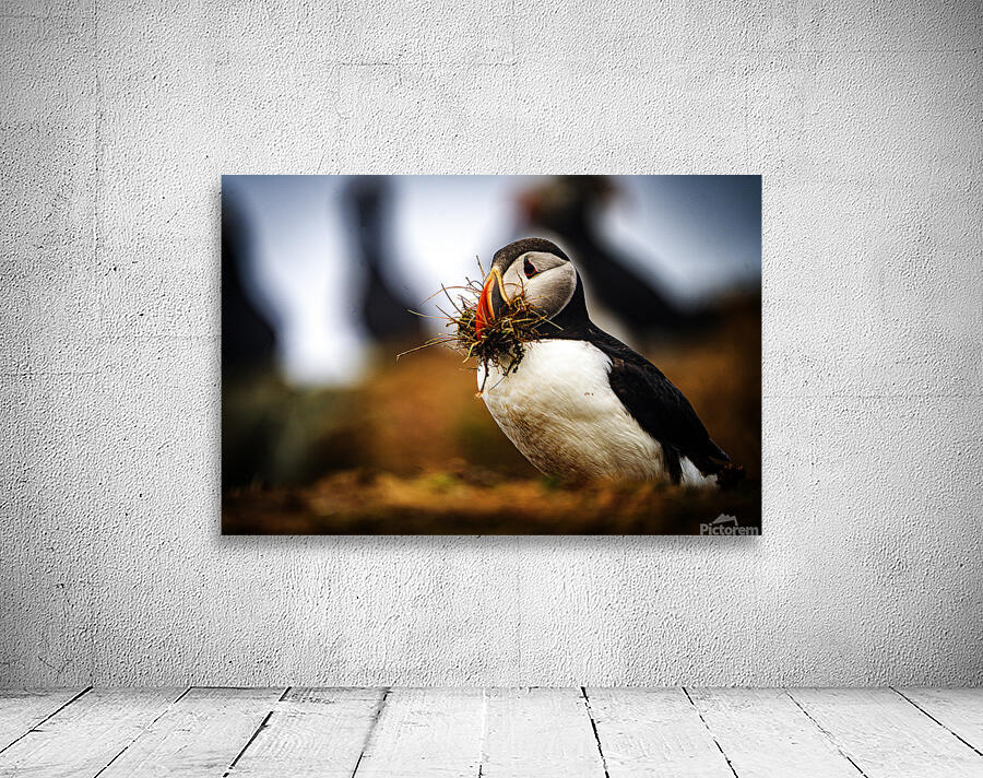 Beak Full II Wall Preview