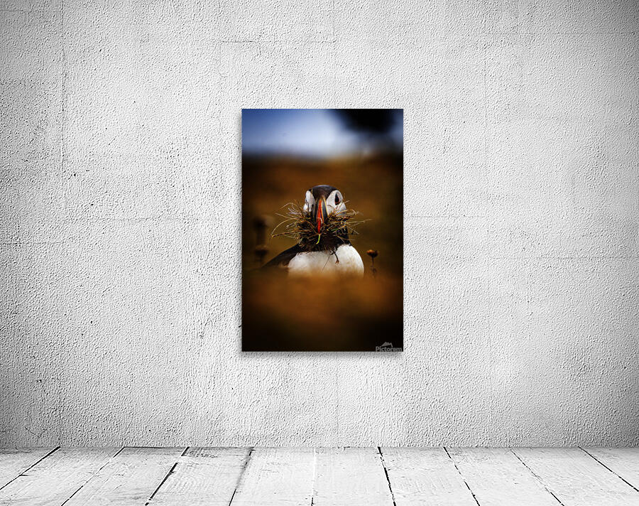 Beak Full Wall Preview