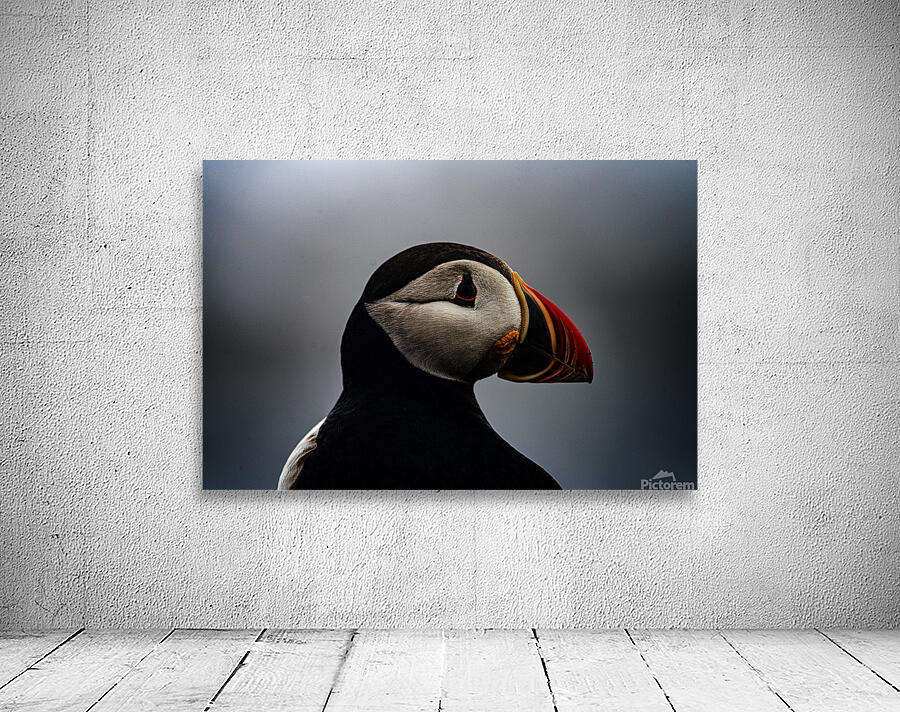 Sea Parrot Wall Preview