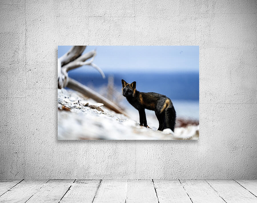 Fire Fox I Wall Preview