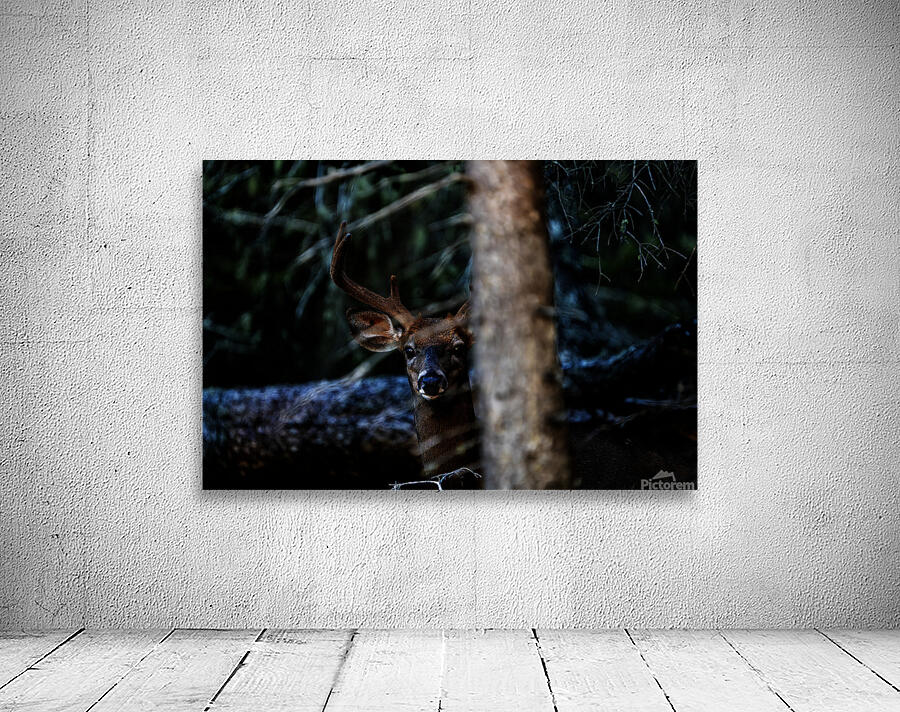 Great Prince of the Forest I Wall Preview