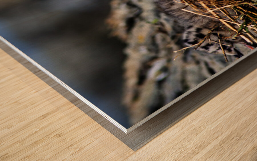 Day older Wood print