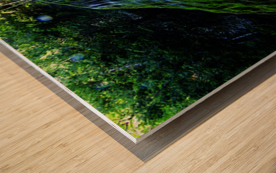 Les tropiques en Gaspesie Wood print