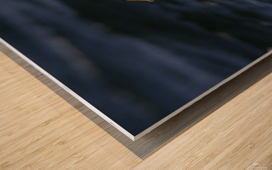 Somateria Wood print