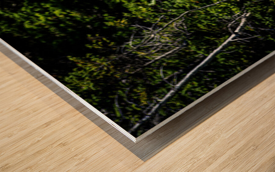 Bullwinkle I Wood print