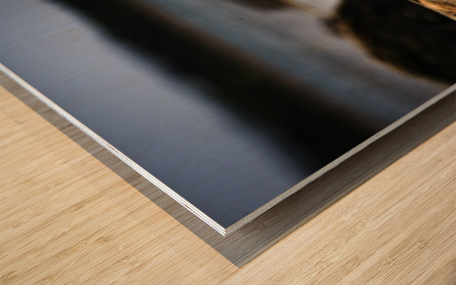 Mighty Mink IV Wood print