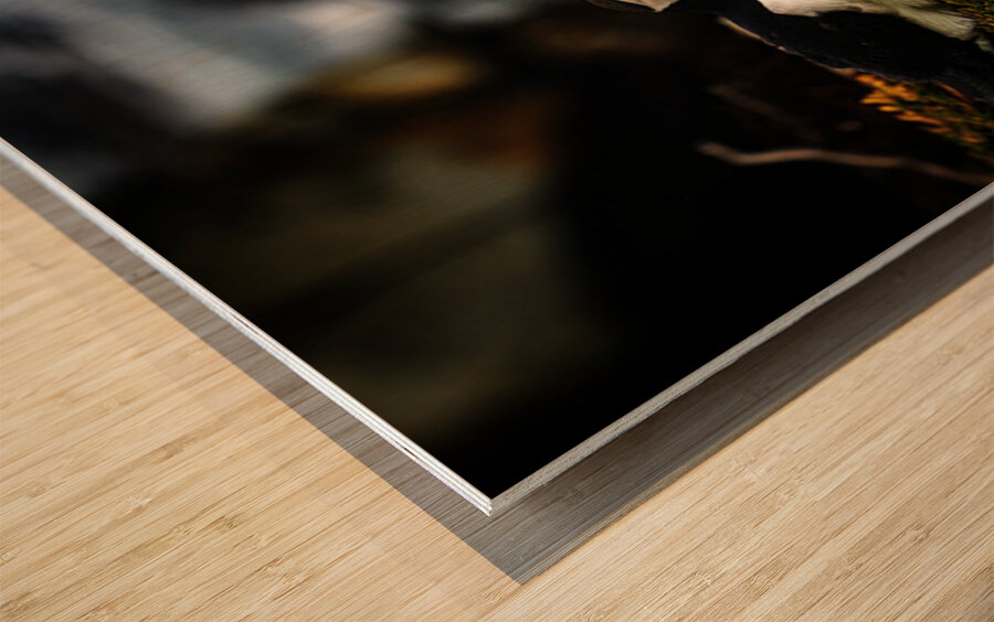 Curious Dude II Wood print