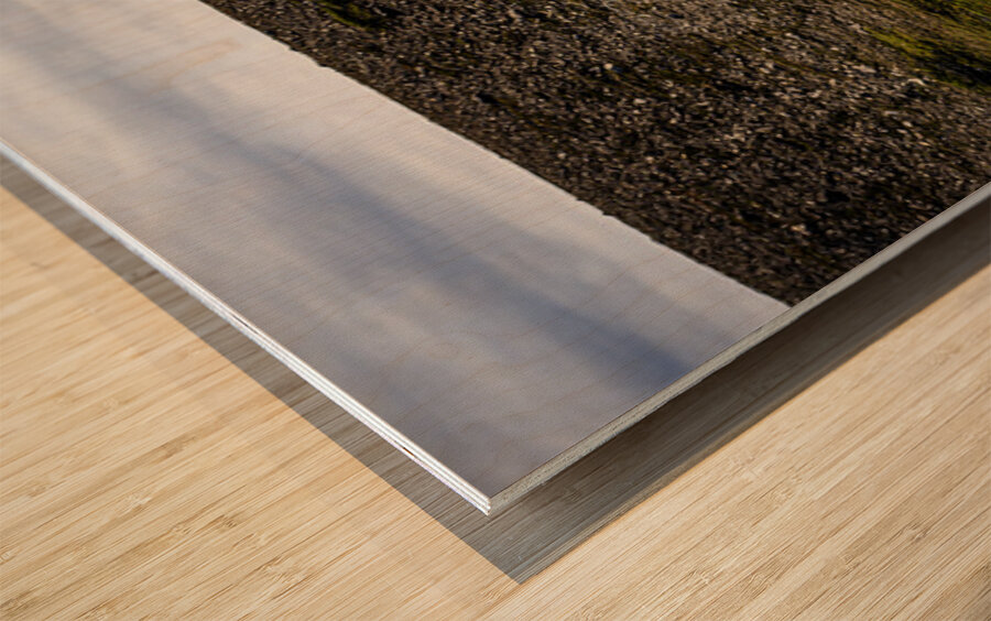 No Santa in Sight Wood print