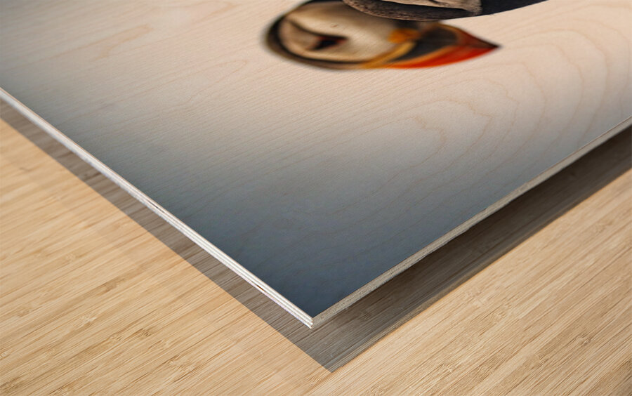 Chilling Puffin III Wood print