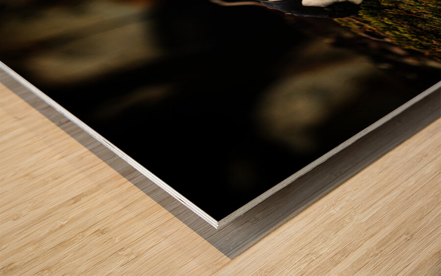 Curious Dude Wood print