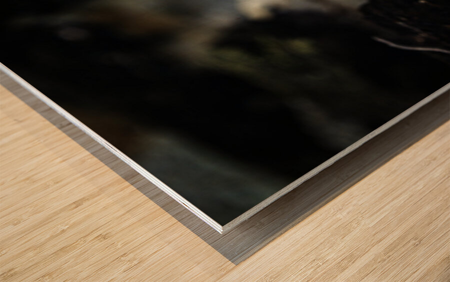 Kissing or Fighting is the question Wood print