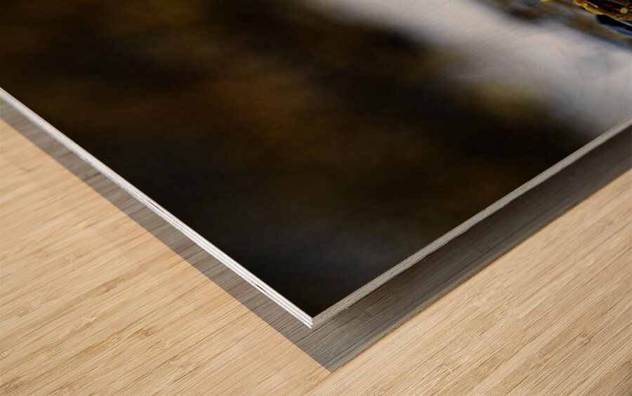 Pretty Plover II Wood print