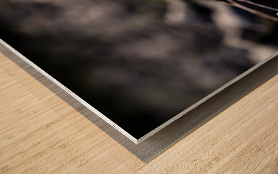 Baritone Bird Wood print