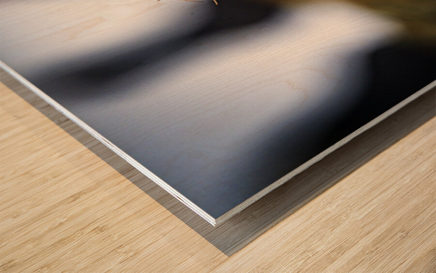 Beak Full II Wood print