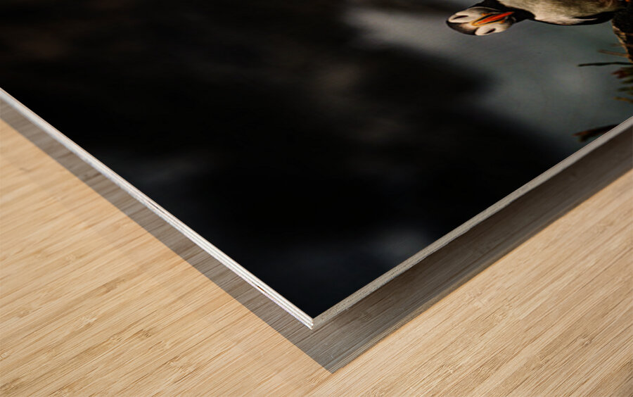 Rough Wind Rough Feather Wood print