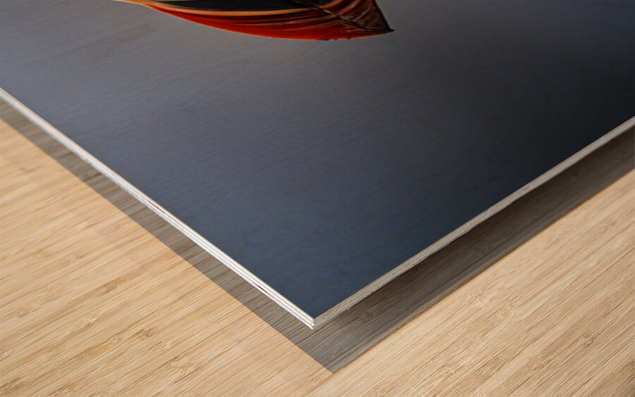 My best shot ever  Wood print