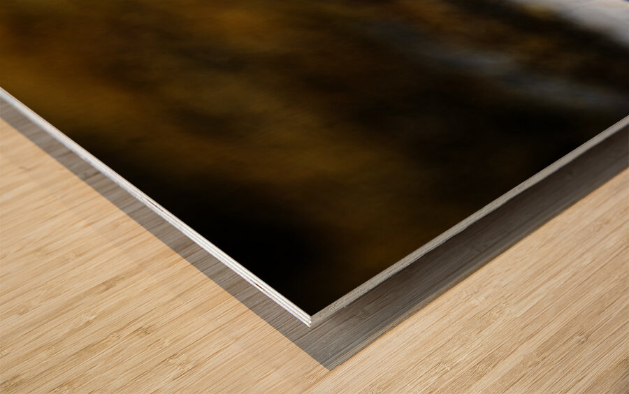 Pretty Plover I Wood print