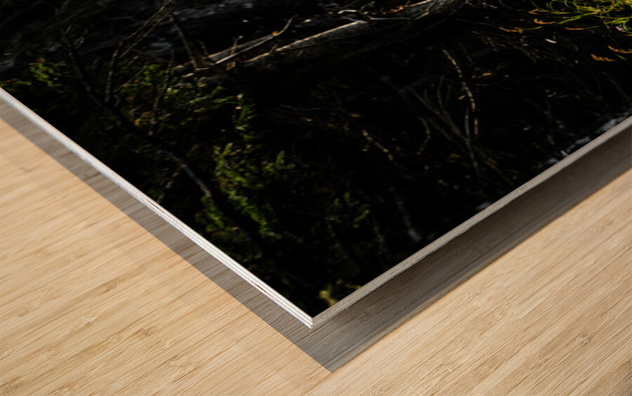 Great Prince of the Forest II Wood print