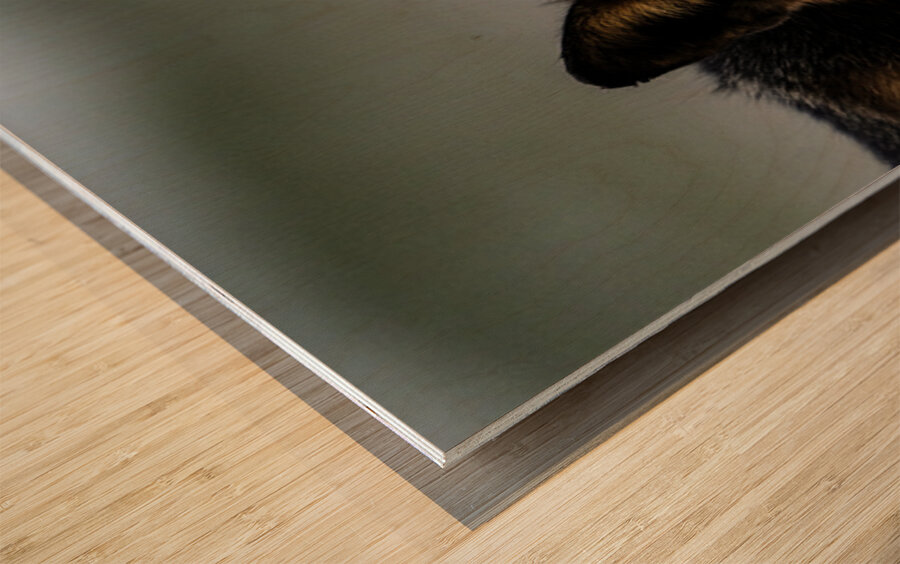 Fire Fox II Wood print